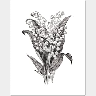 Lily of The Valley Flowers Black and White Botanical Illustration Posters and Art